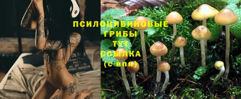 Псилоцибиновые грибы MAGIC MUSHROOMS Вичуга